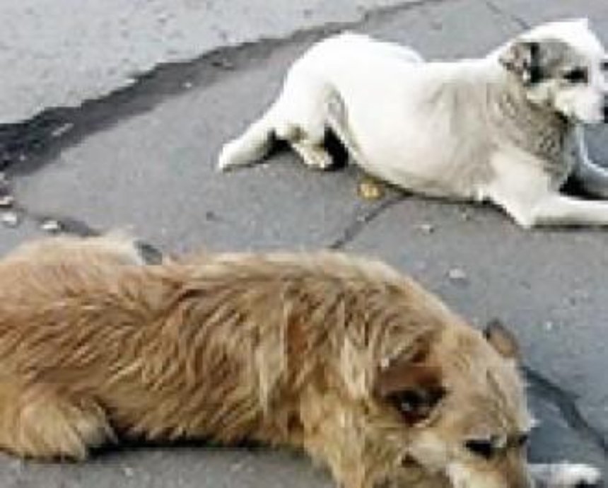 С начала года в Киеве стерилизовали почти 4000 собак