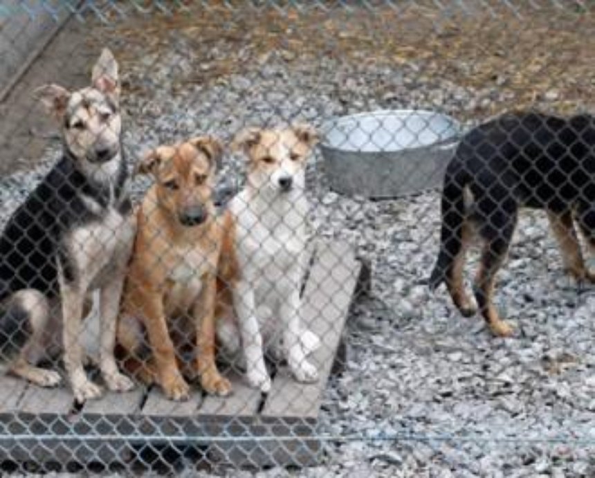 Приют для собак обойдется Киеву в 5 миллионов