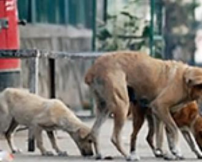 В Киеве более 7 000 опасных собак