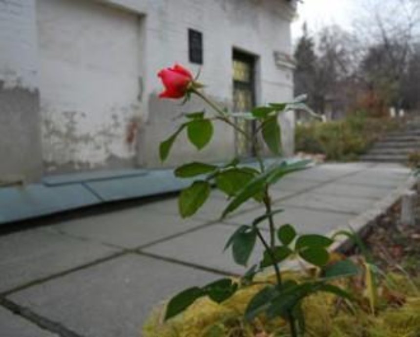 В Киево-Печерской лавре расцвела роза