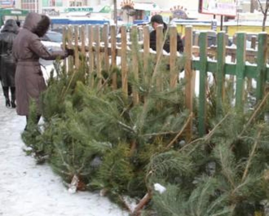В Киеве будут торговать патриотическими елками и новогодними соснами