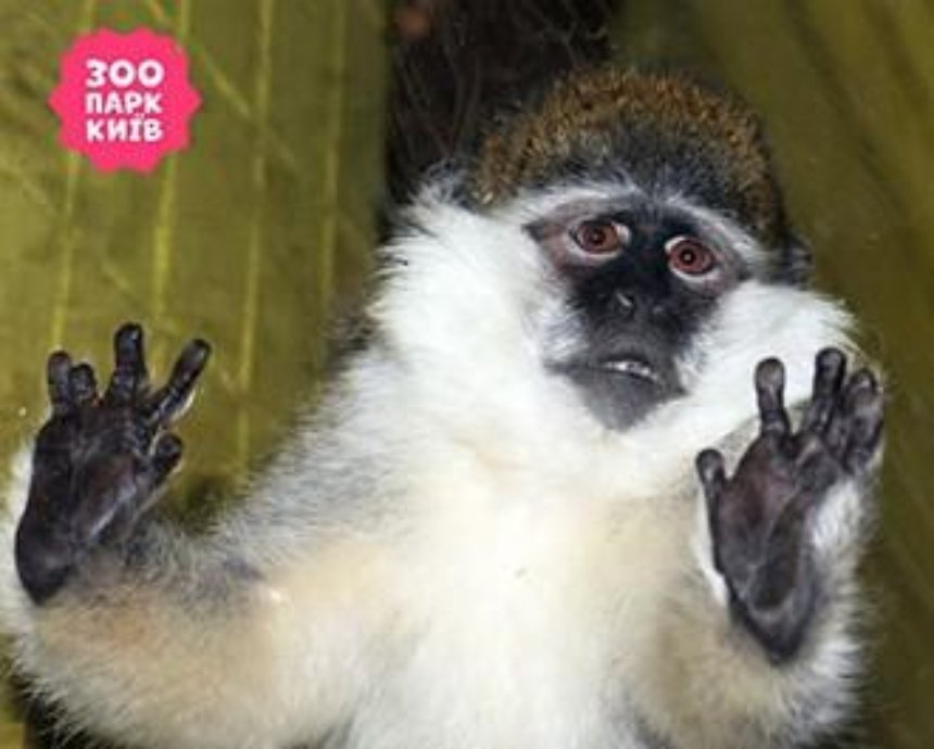 Киевлян приглашают в зоопарк на кормление символа Нового года – обезьян