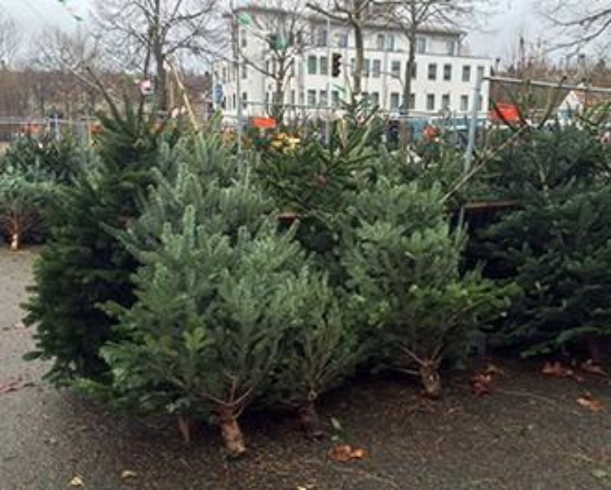 ​Где купить новогоднюю елку в Киеве