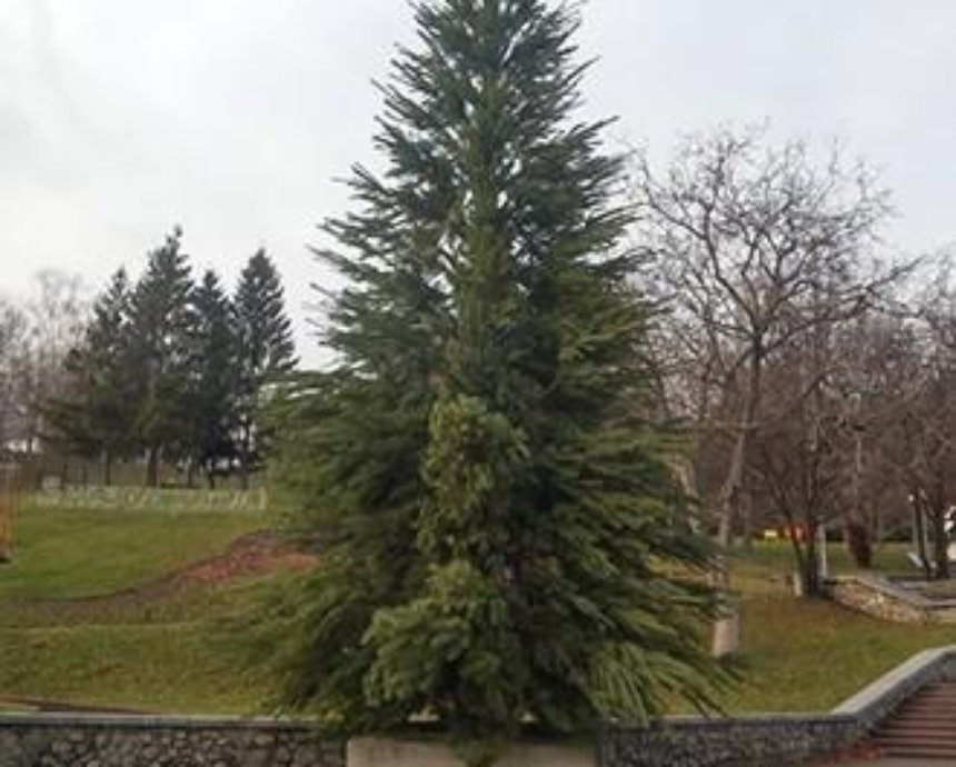 В Киеве установили елку на Певческом поле (фото)