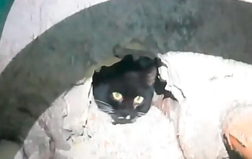 Освободите Кузю: как в Киеве спасали застрявшего в подвале кота (видео)
