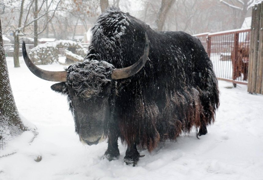 Красивые и в снегу: Киевский зоопарк показал зимние фото питомцев