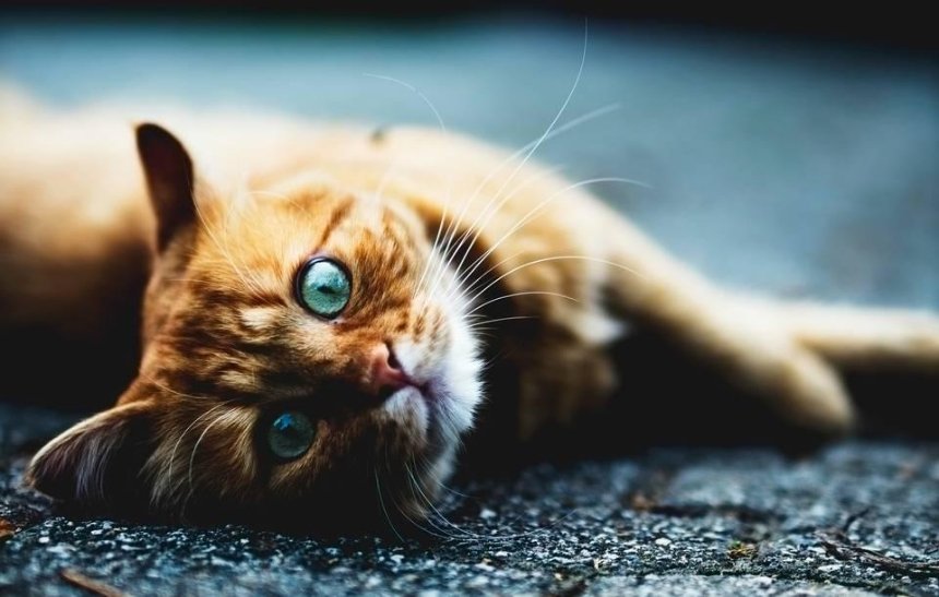 Необычная петиция: киевляне требуют обеспечить права котов