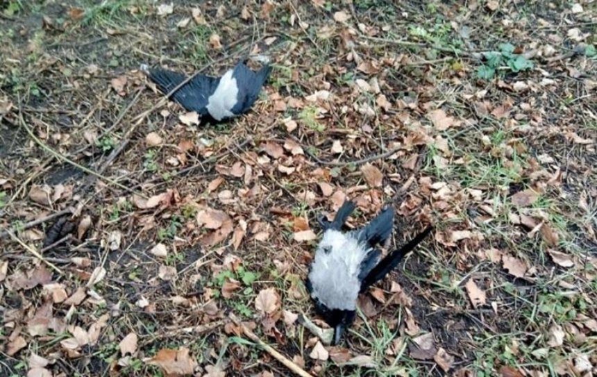 В Киеве неизвестные расстреляли ворон (фото)