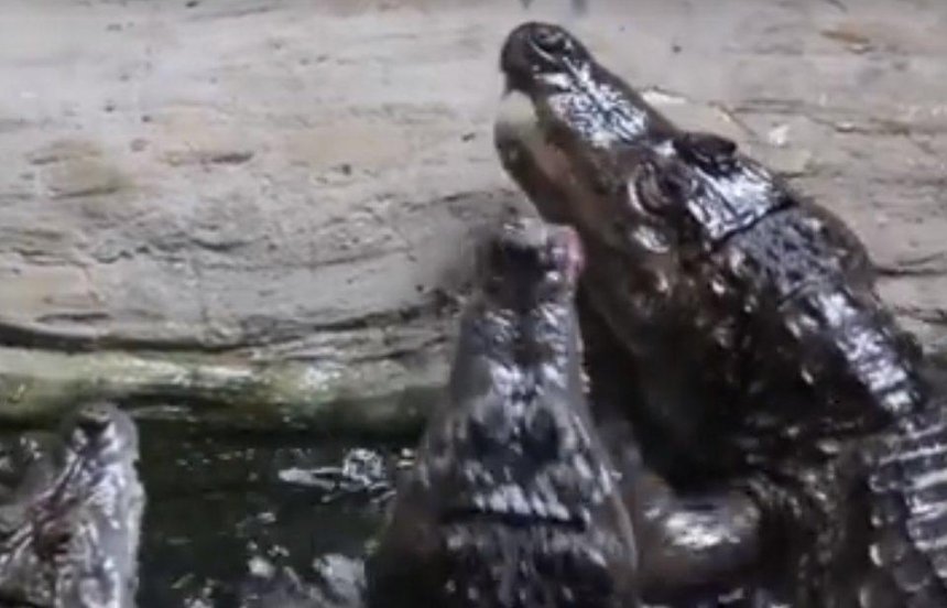 Зверский аппетит: как обедают крокодилы в Киевском зоопарке (видео)