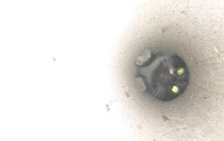 Кошку, неделю просидевшую в вентиляционной шахте, спасали пять часов (фото)