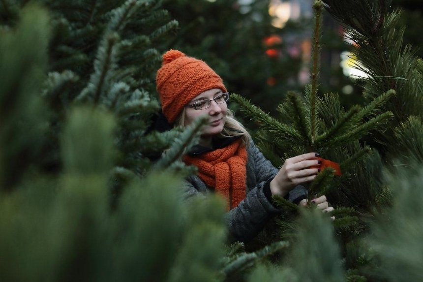 Сколько стоят новогодние елки в столице 
