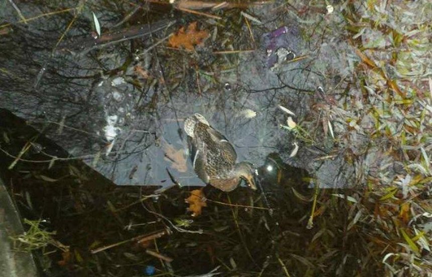 В столичном парке неизвестные убивают уток (фото)