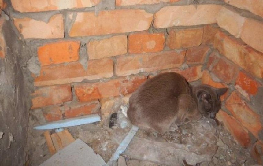 Столичные спасатели проделали дыру в стене, чтобы помочь кошке (фото)