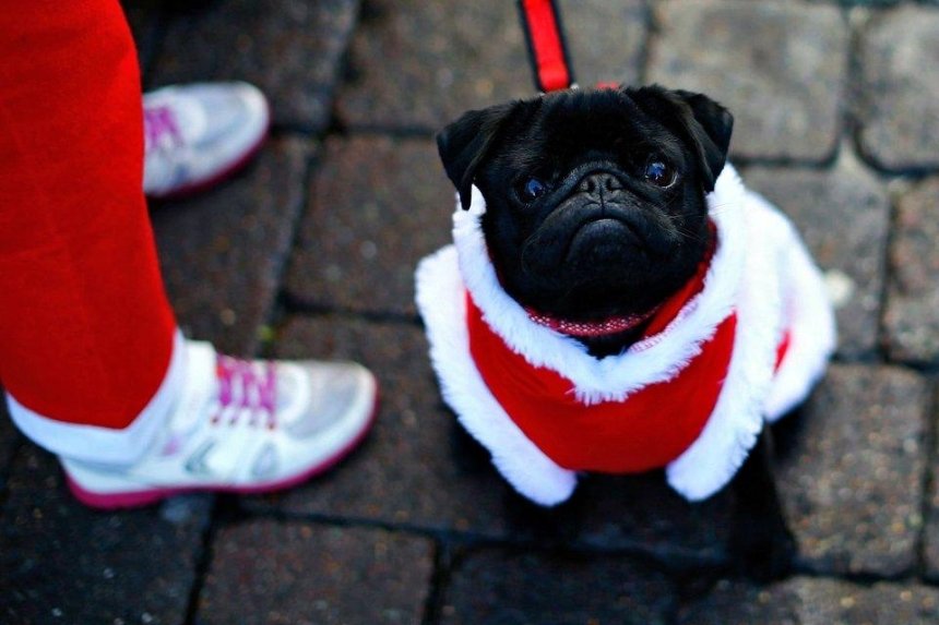 Накануне Нового года в центре пройдет благотворительный собачий парад