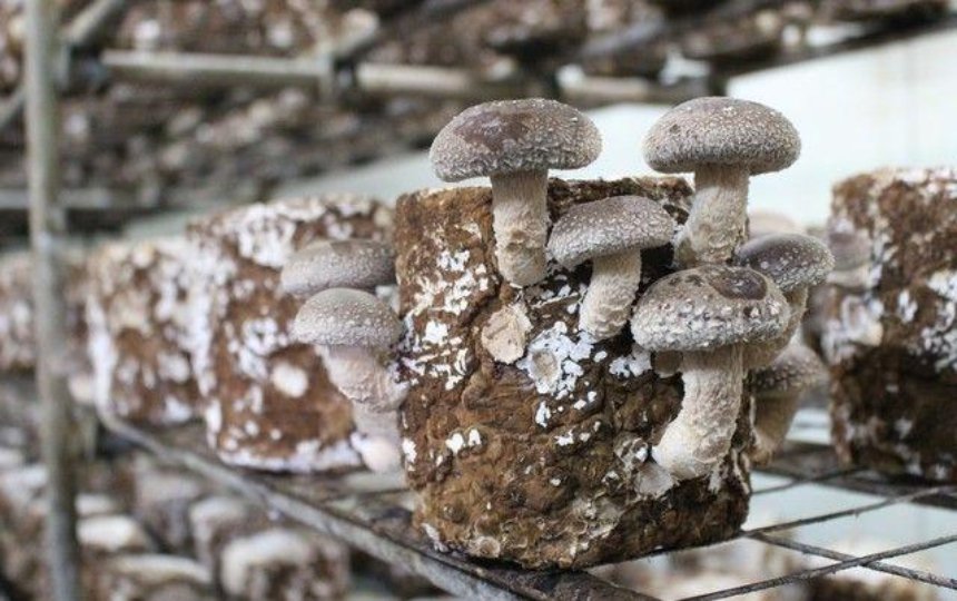 Под Киевом семья выращивает экзотические азиатские грибы (фото)