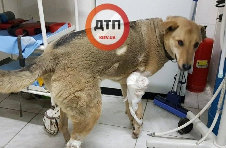 В Киеве собирают деньги на лечение больной собаки (фото)