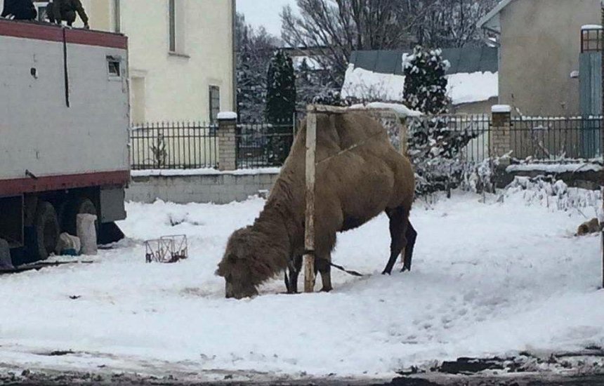 На Тернопільщині цирк-шапіто викинув на вулицю верблюда