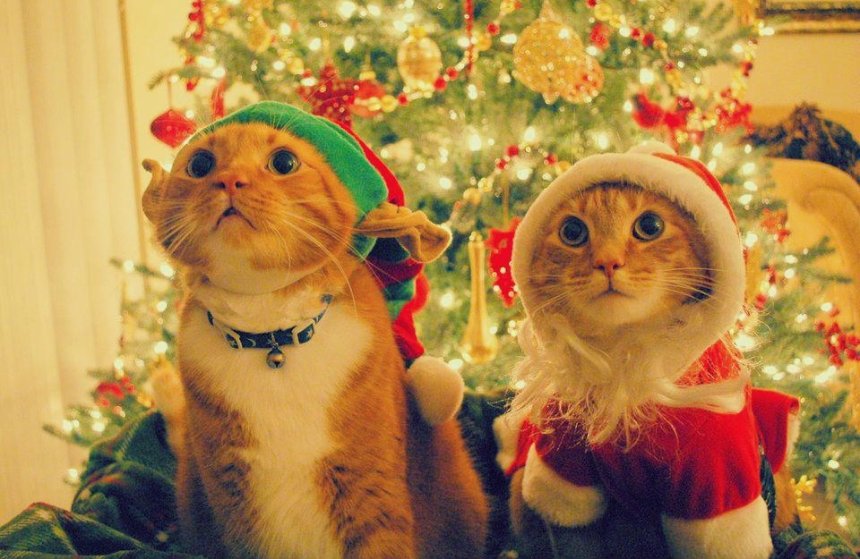 Под Рождество в Киеве будут бесплатно раздавать котиков