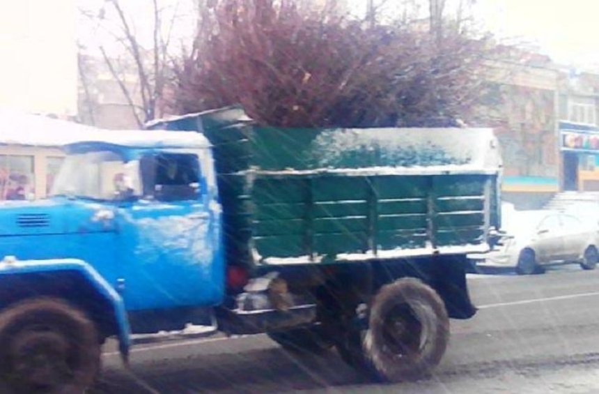 Ради незаконного строительства на Березняках срубили 40-летние клены (фото)