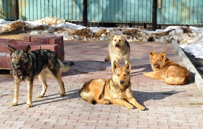В Киеве требуют отловить всех бродячих собак