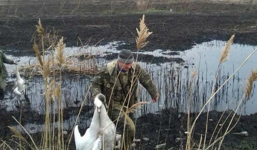 В Днепропетровской области «элитные» охотники расстреляли лебедей (фото)
