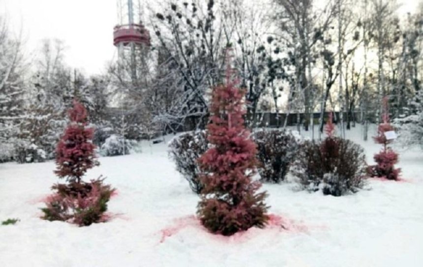 В Киеве появились красные елки (фото)