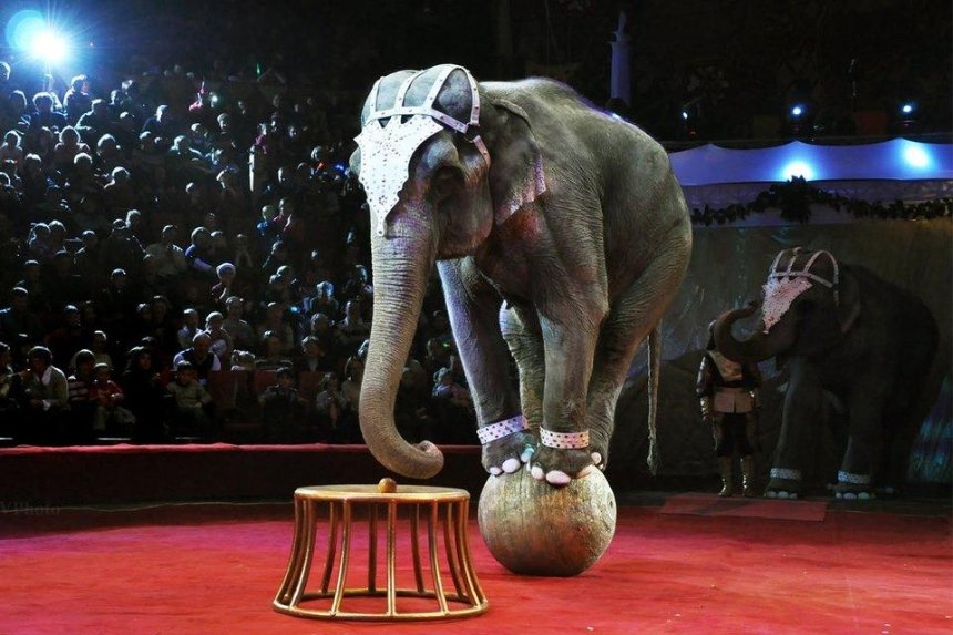 Уряд підтримав заборону використання диких тварин в цирках