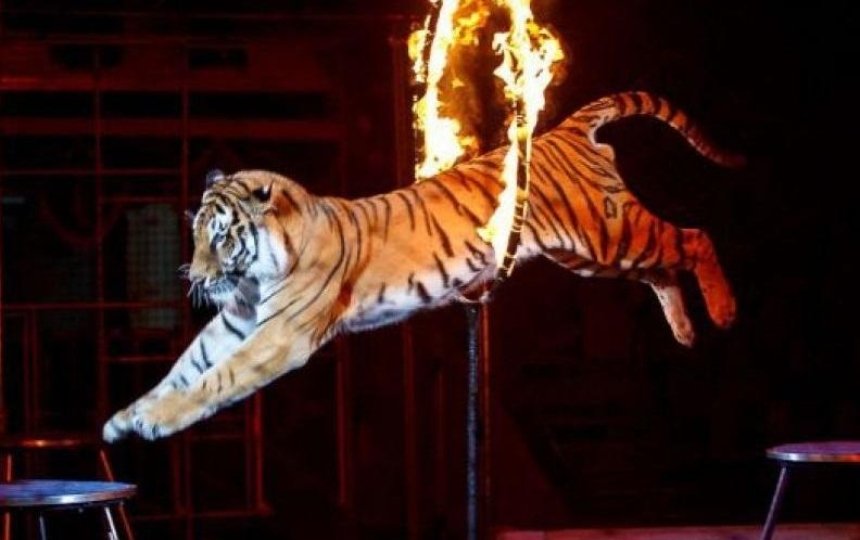 В Украине хотят запретить использование диких животных в цирках