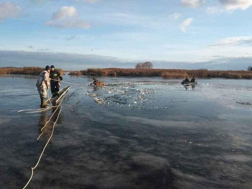 В Киевской области спасли оленя, который провалился под лед (фото)