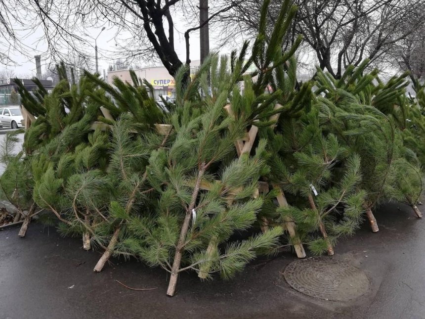 Где легально купить новогоднюю елку в Киеве: адреса елочных базаров