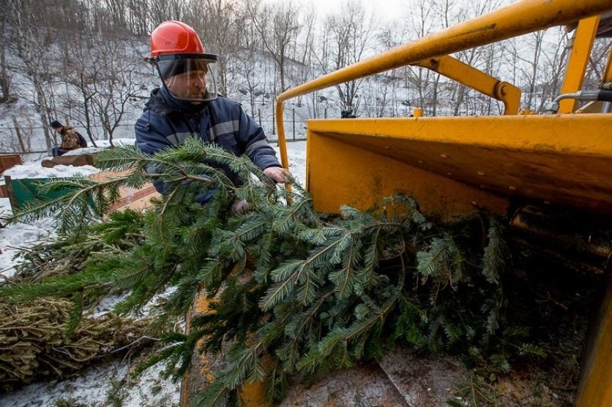 Где можно будет утилизировать елку в Киеве: список пунктов