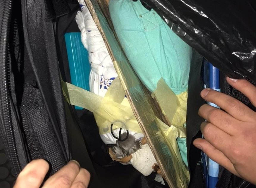 В «Борисполе» пассажир пытался вывезти в багаже краснокнижных птиц (фото, видео)