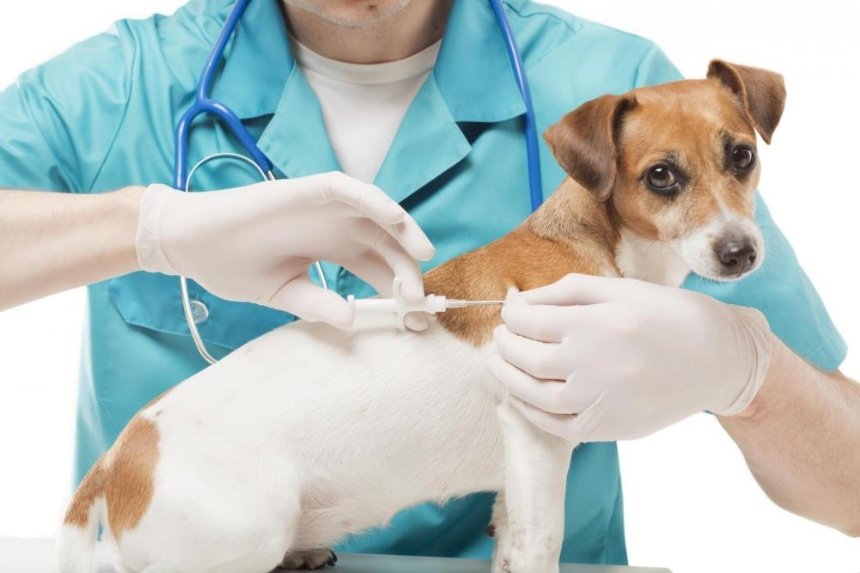 На Оболони проведут бесплатную вакцинацию животных от бешенства