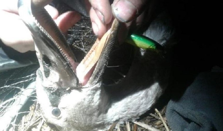В Киевской области спасли лебедя с рыболовными крючками в клюве (фото) 