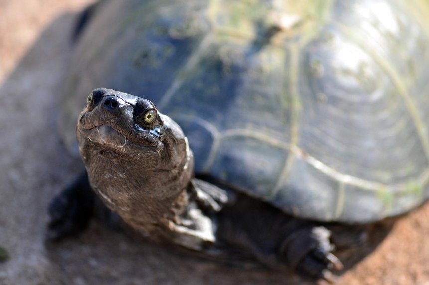 На киевском озере из-подо льда спасли 40 черепах
