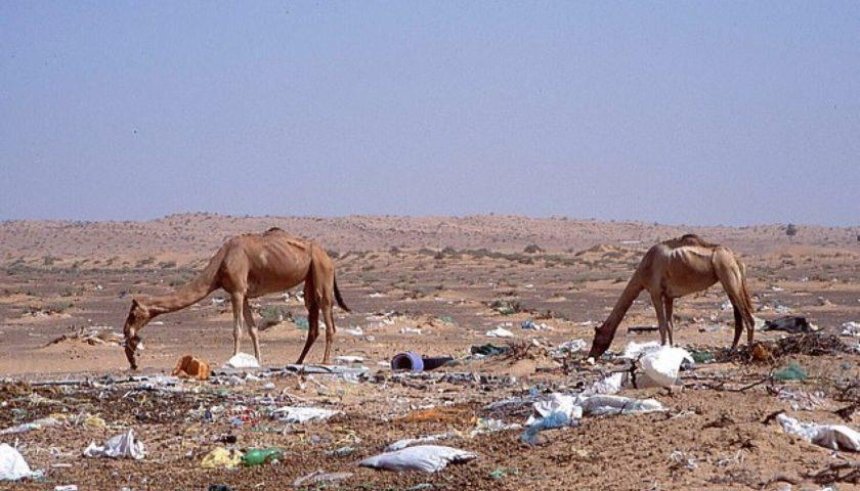 В Дубае сотни верблюдов наелись отходов из пластика и умерли в пустыне