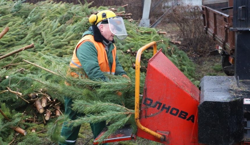С 1 января в Киеве заработают пункты сбора и утилизации новогодних елок: адреса