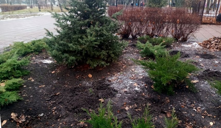 В киевском парке неизвестные украли 56 кустов