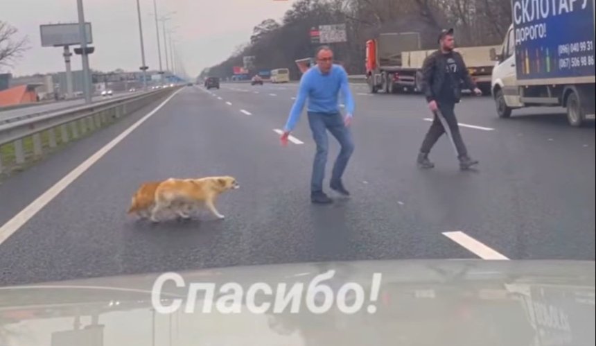 На трассе под Киевом водитель остановил движение, чтобы перевести собак