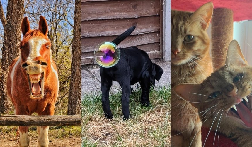 Comedy Pet Photo Awards 2021: названы самые смешные фото домашних животных