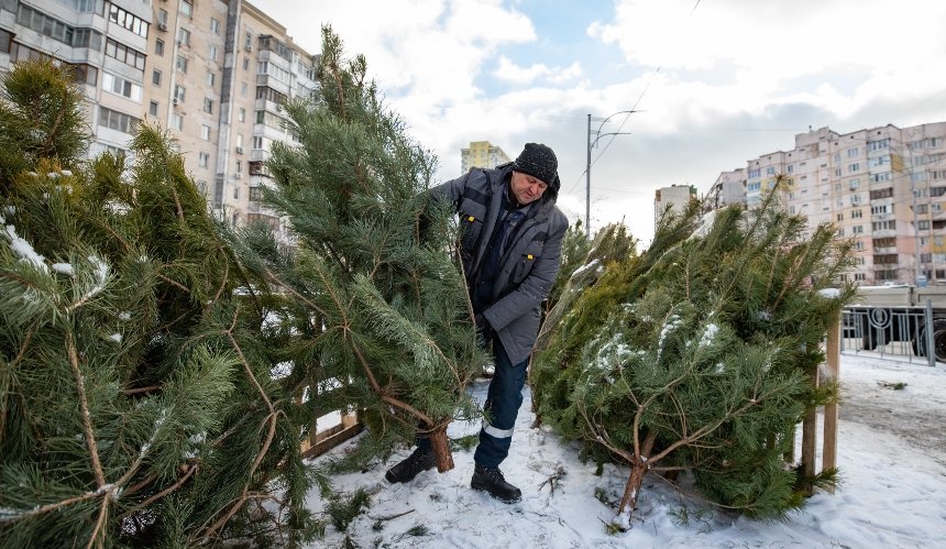 В Киеве сносят незаконные елочные базары: как выбрать елку легально