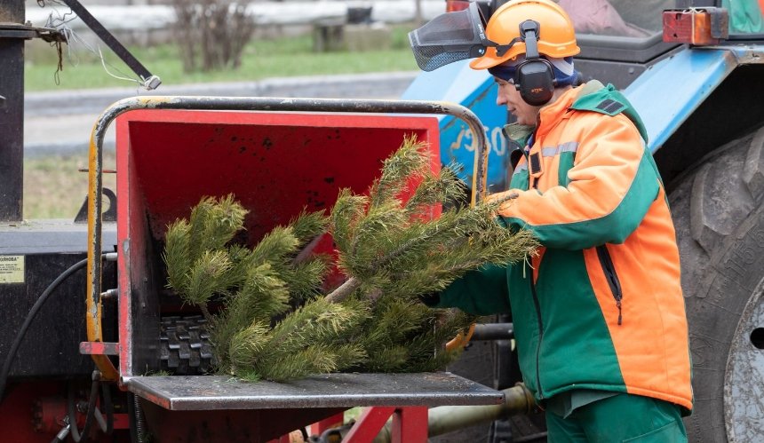 Куда сдать елку: в Киеве откроют пункты утилизации 