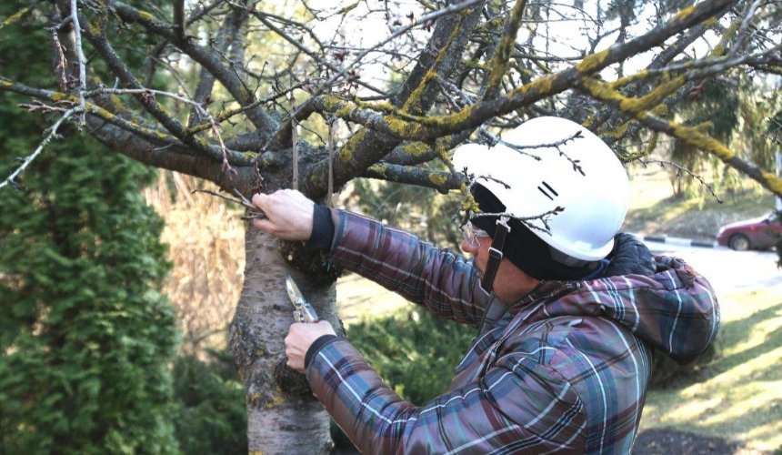 У Києві запровадять європейські стандарти по догляду за деревами