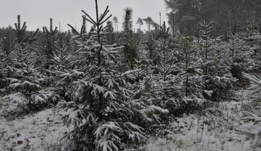 В лісах київщини посилять охорону хвойних дерев: подробиці