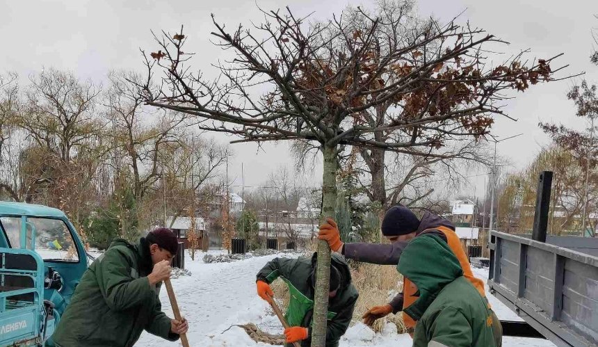 У Дніпровському районі посадили дуб у формі парасольки: фото