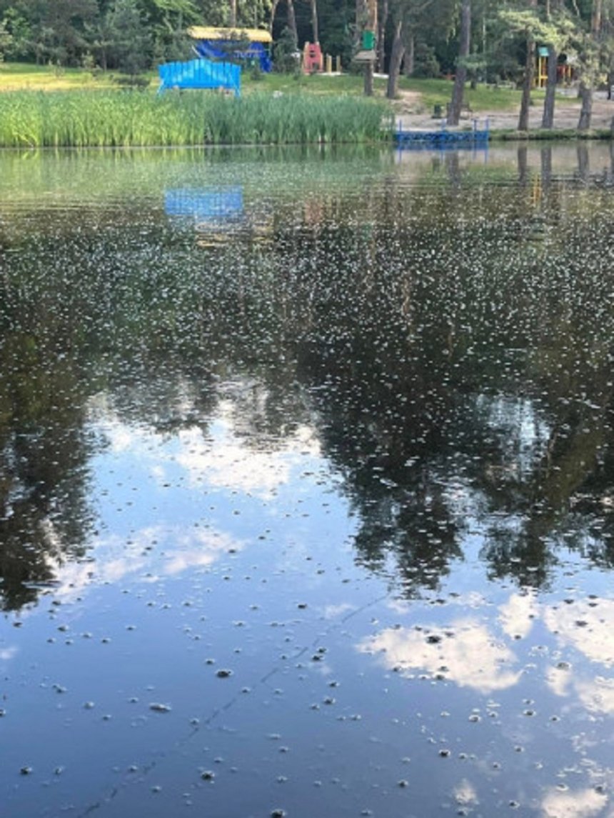Кияни просять столичну владу очистити забруднені водойми у Голосіївському парку