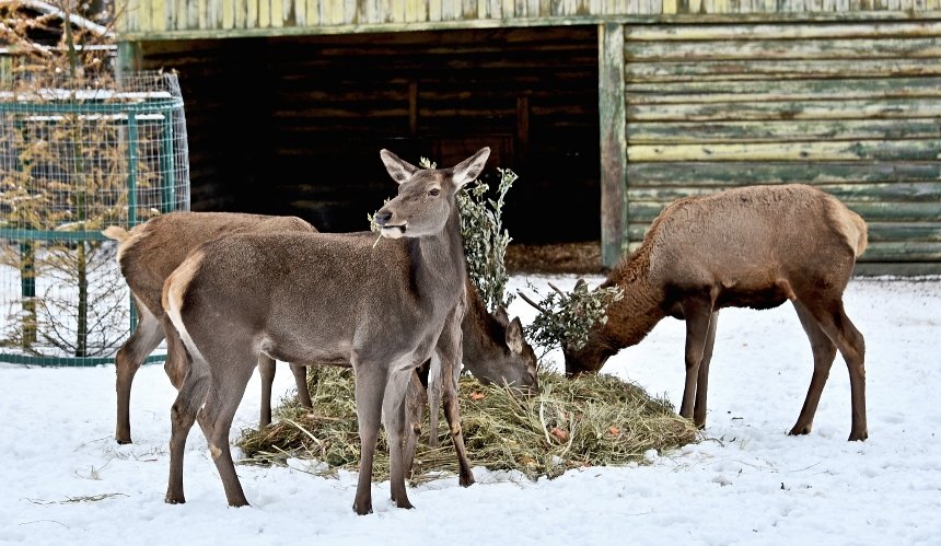 Родина оленів у Київському зоопарку