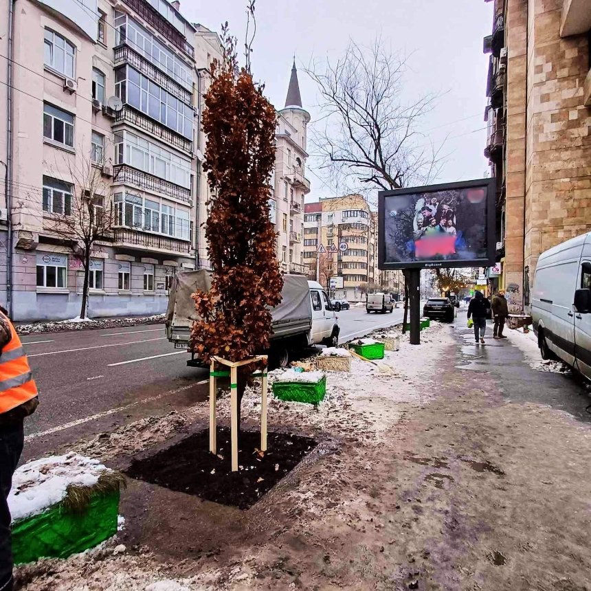 У Києві зрізали дуб, висаджений в пам'ять про Романа Ратушного