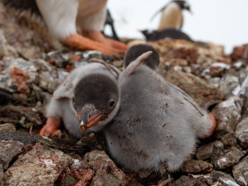 Біля станції “Академік Вернадський” з'явилися перші пташенята субантарктичних пінгвінів цього року