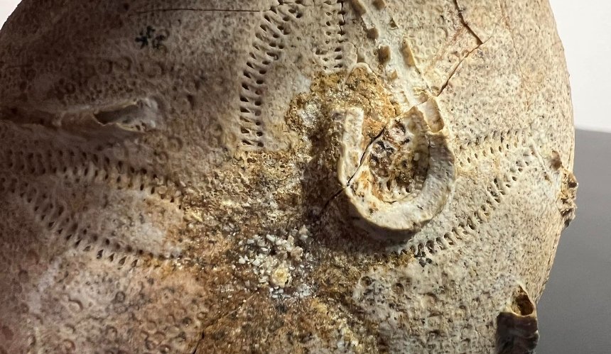 Скам'янілість юрського періоду, панцир морського їжака